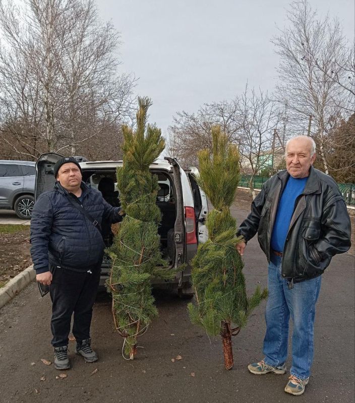 В образовательные учреждения Каховского округа доставили живые ели