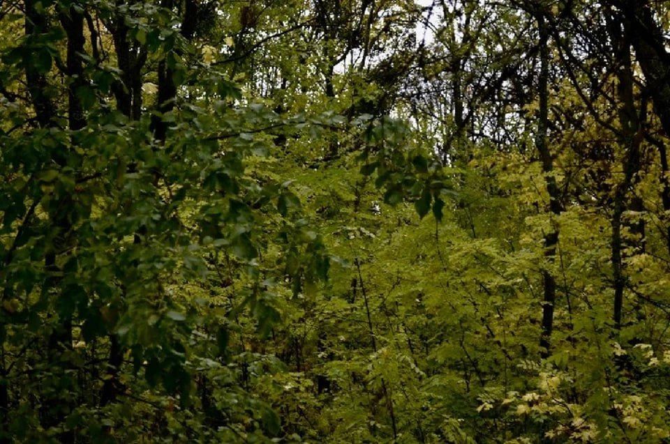 � ��������� ���������� ����� "�������� ���"