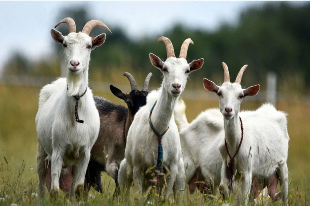 . � �� ����� ��� � ��� ������ �������