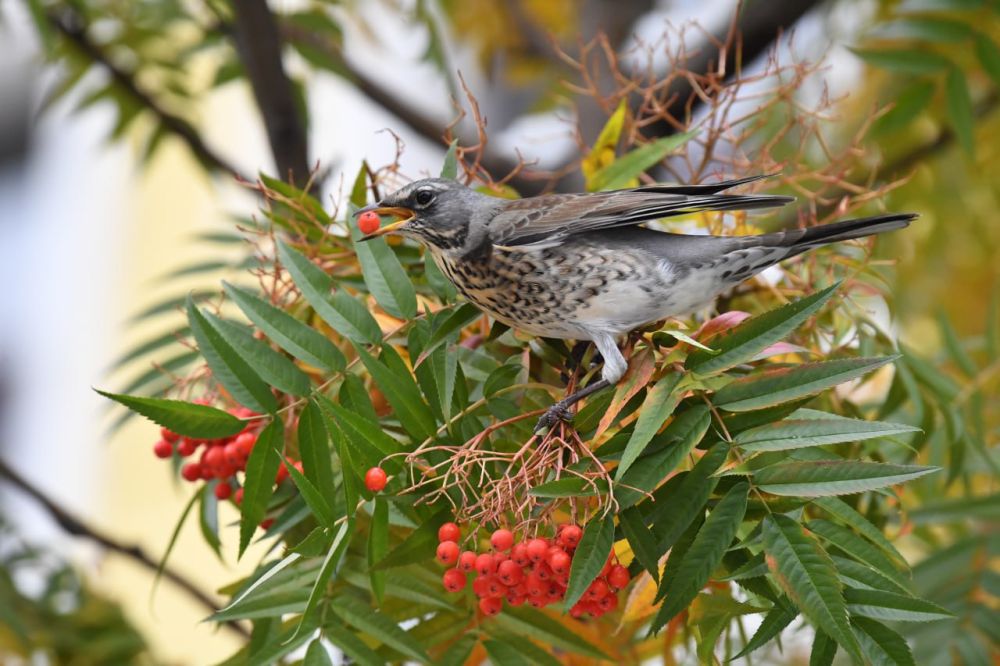 � ���������� ������� ������������ �� ���� �������� ����� 16 �������