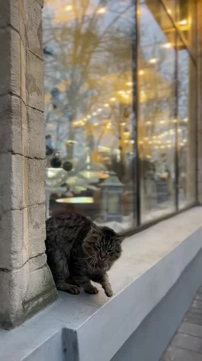 �������� ����������