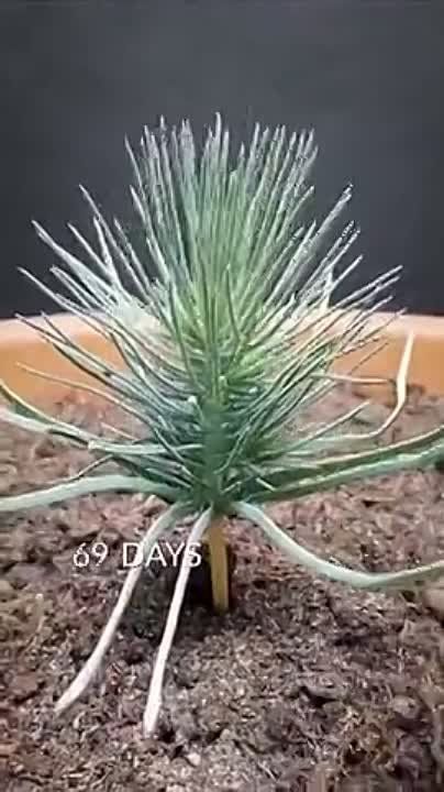 �������� ������.... ��� ���� ����� ������ �� 60 ������