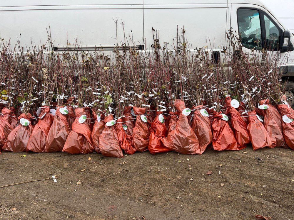 ��������� �����: ����������� ����� �� ������������� �����������