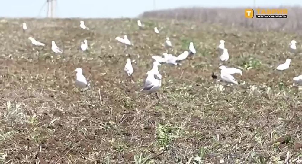 ���������� ������� �������� ������������� � �������� ������ ������, ������ ����� ������