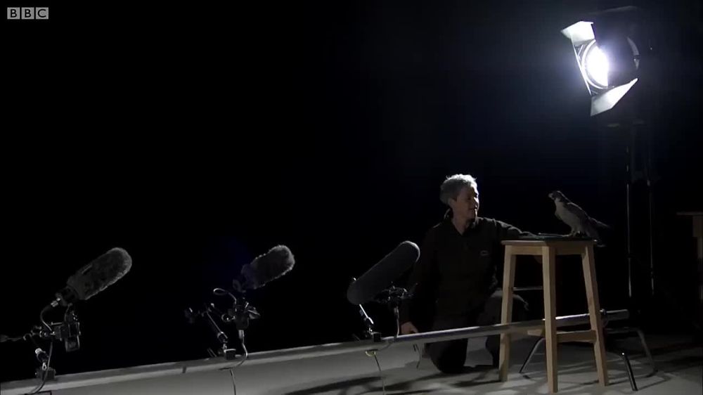 ����������, �����������