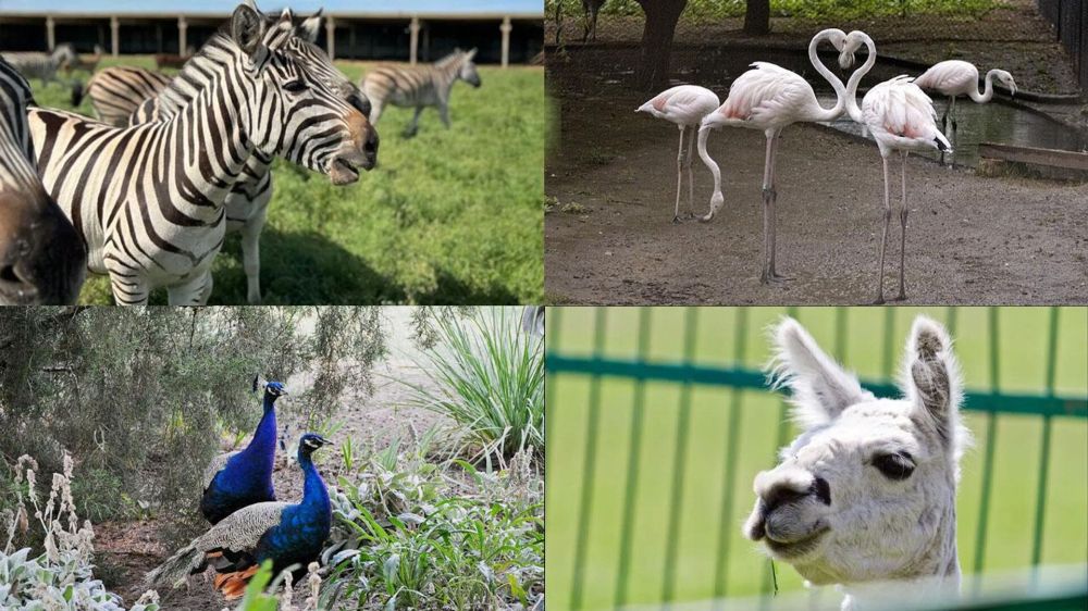 ��� ���� ���������� ���������� "�������-����" � ���������� ������� ����� ����������� � ������