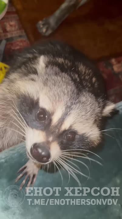 ��������� ���������: ������! ��� ��� ������. ��� ����� ������� � ��� ��� �����������. �� � ������� ����� ������� ���������������� �������, ������� �������� �))) ������� �����, ��� � ���� �������� ���� � ������� �� ���������...