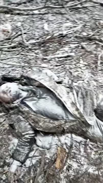 ������� �������. ����������