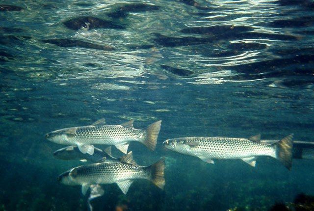 � �������� ���� ������������� ��������� ���������