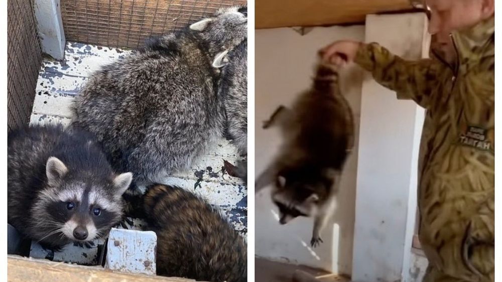 ���� ������ � �������� �������� ��������: ��� ����� � �������� ���������� ���������� ����