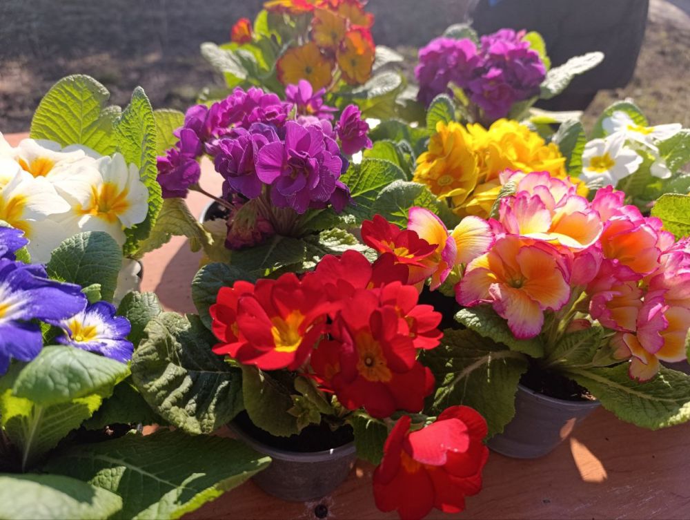 � ��������� ������ �������� ��������������� �������