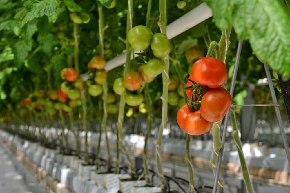 �����������, ��������� � ��������: ��� ������ � ������� ����� �������