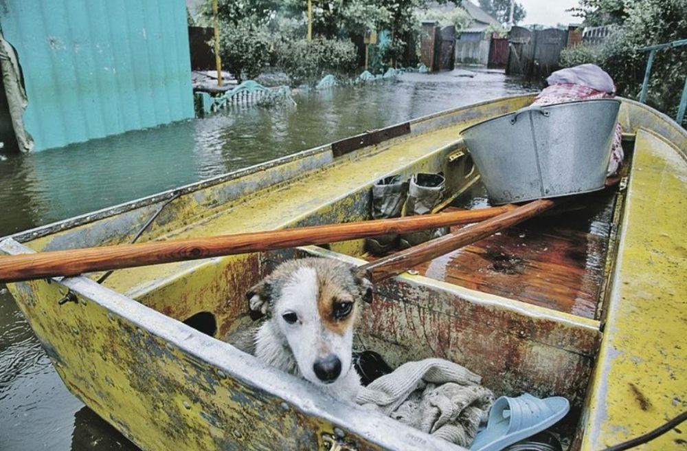 Продолжаем знакомить вас с историями о животных на СВО