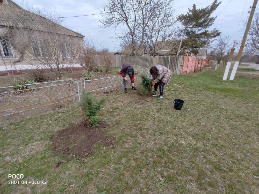 В Черноморовке высадили саженцы туй
