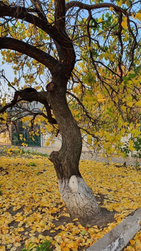 � ������ ������������ �������� �����, �������� ����������, ��������� � ���������