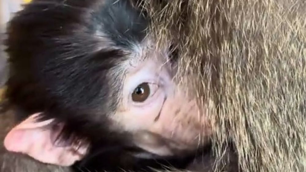 ���������� ��������� ������ �������� � ����� �����: ��� � ����� �������� ����� ������������ ����� ��������