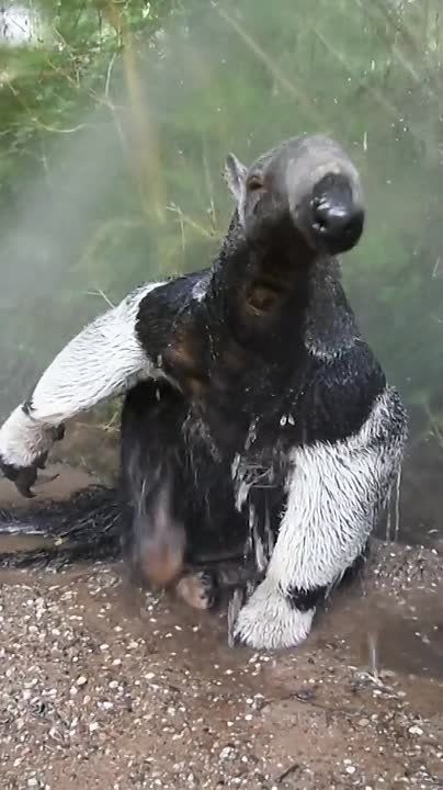 А у вас тоже сегодня банный день? Душ, ванна, баня?