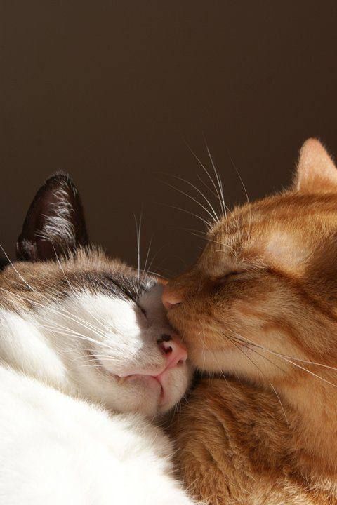 ������� ���������� ���� ��������� �������