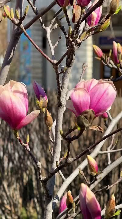 . ��� �������� � �������� , ����