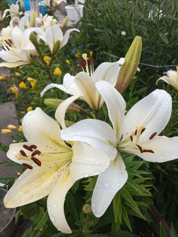 � ������ ������������ �������� �����, ��������� �������� ����������, ��������� ����������� ����������� �������������� ������