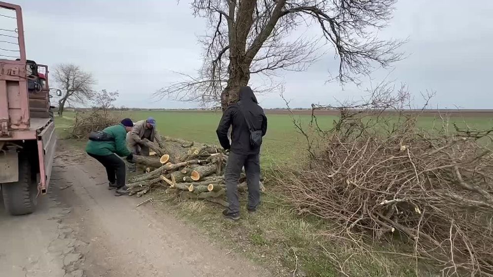 Работы по благоустройству: обрезка деревьев на дороге Ивановка - Агайманы