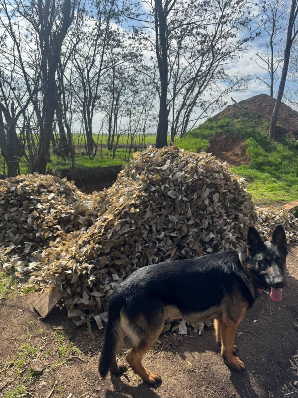 ��������� ������ ���������� ������ �������� ������������� ����, ������� ��� ������ ��� ���������, � ��� �������� ������������� �� ���� ��������� ���� �� ��������������� �����