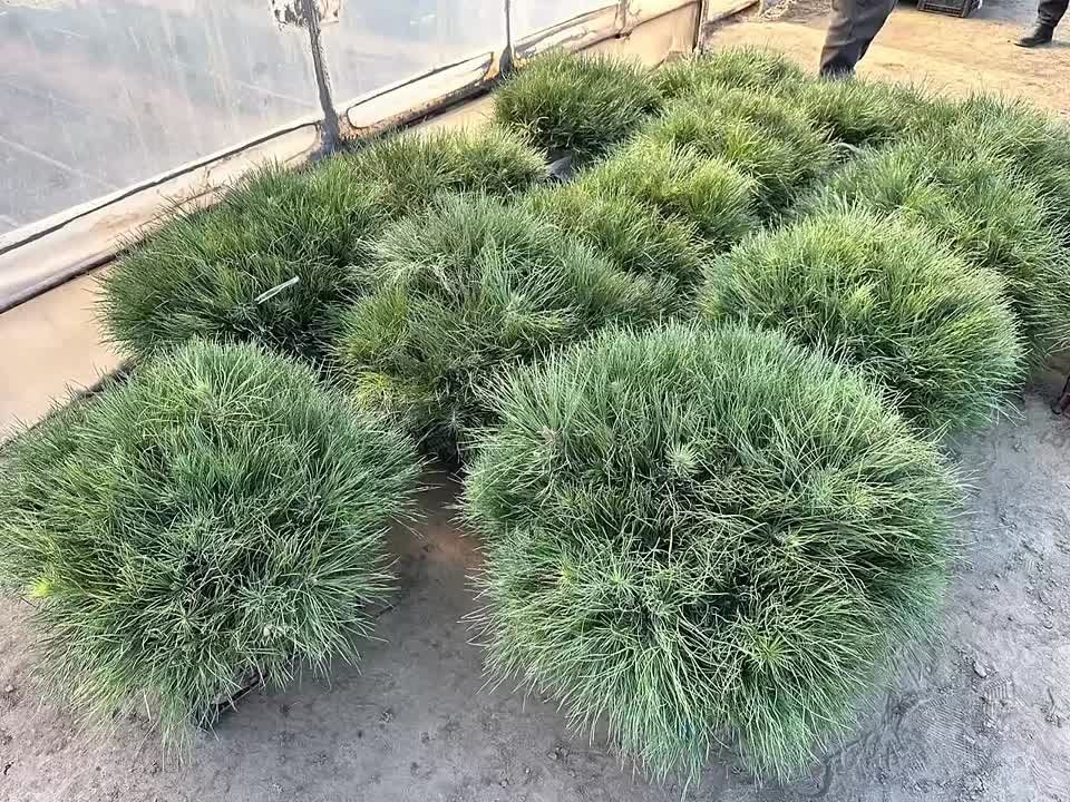 ��� �� "��������������� ������" �������� ��������� ����� �������� �� ��������� ��������� ��������� � ��������