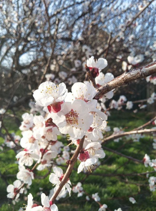 ����� �� ������ ������� �������