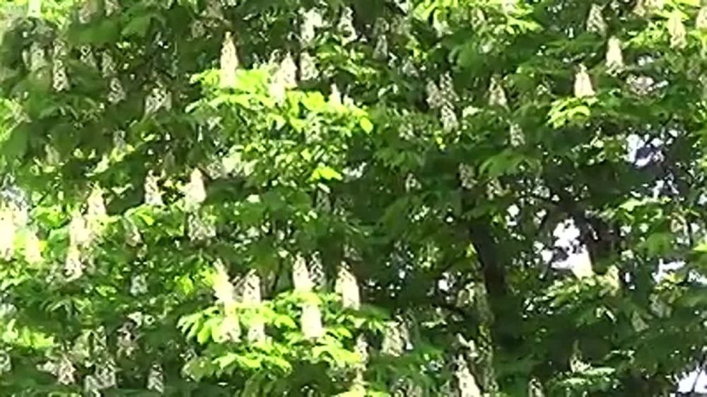 ����� � ����� ����, � �������