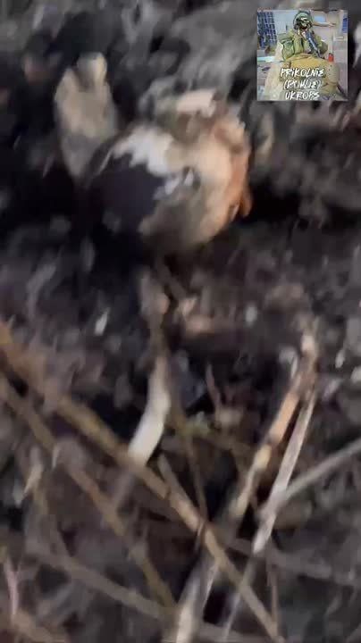 ���������� ��� � �����.. ��������-����� ���������� �������