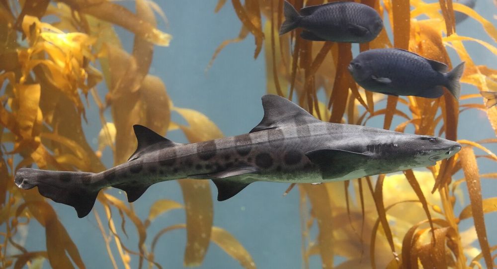 ������ ��������� �������. ������ ��������, ��� ����� �������������� � ������