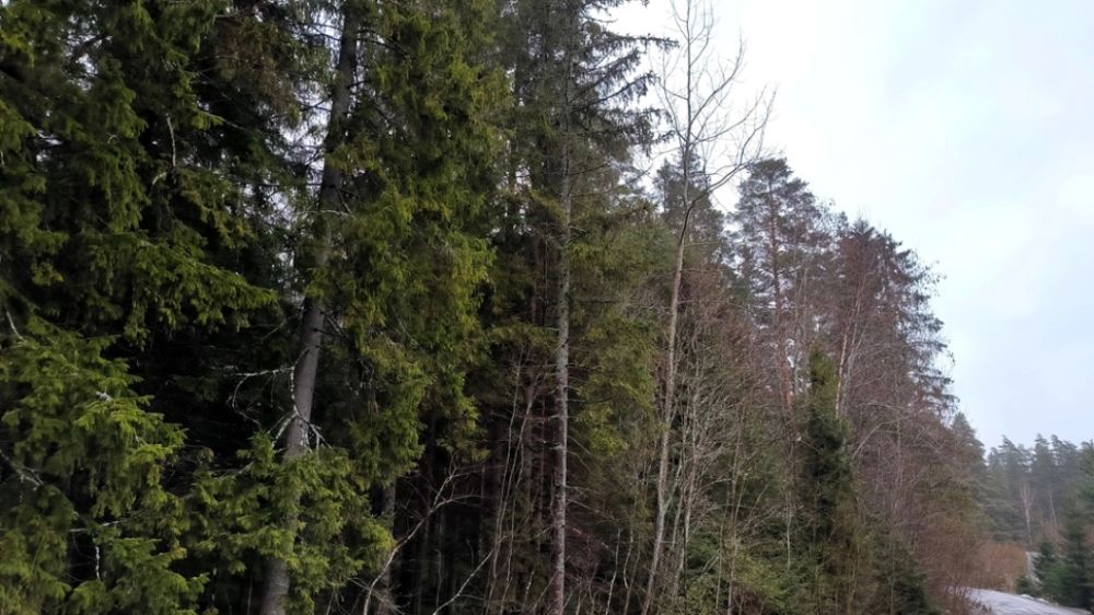 ������� ��� � �����: �� ������ ������ ����� ����� ��� "���������" �� ���