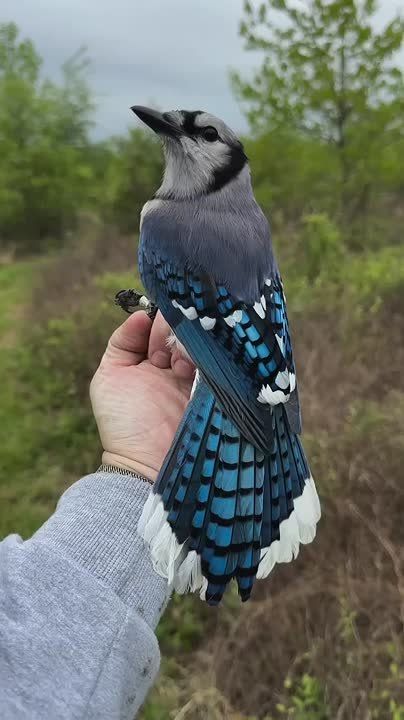 ������� ���� ����. �� � ���� �������������, �� ������ �������, 9700-11000 �����