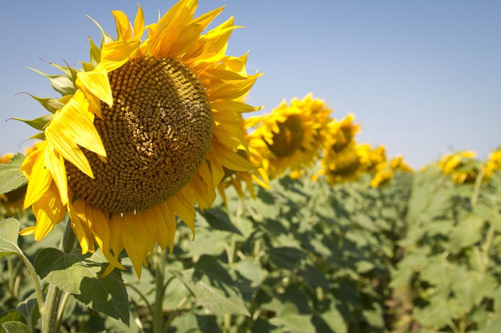 � ���������� ������� ������� ��� �������������