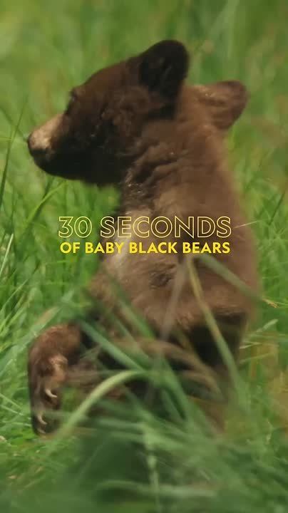 ������ ������ �� ����. 30 ������ �� ����� �������� AnimalPlanet