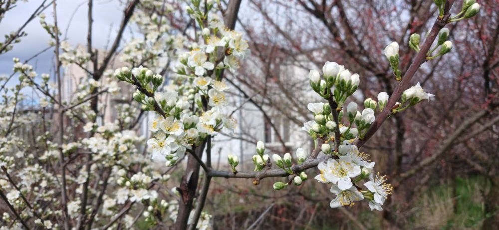 ������� ������ ������ ����������