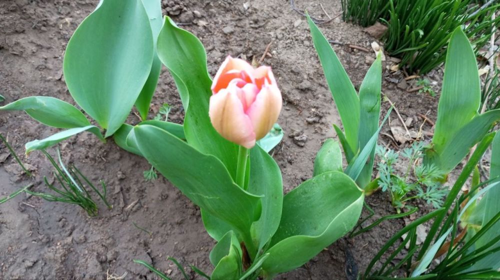 ������� ���� ���������� ���������.