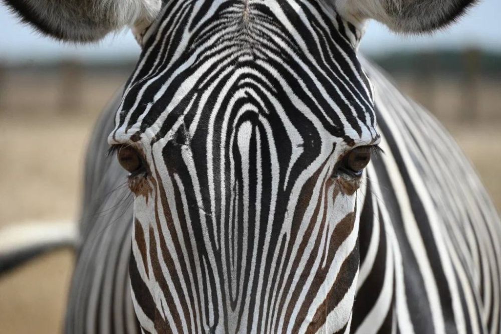 ���������� ���������� ��������-���� ������� � ������������� ����������� ���������� �������