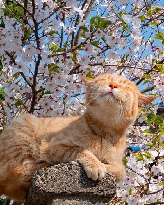 � ����� ����������� ������ ���� �����