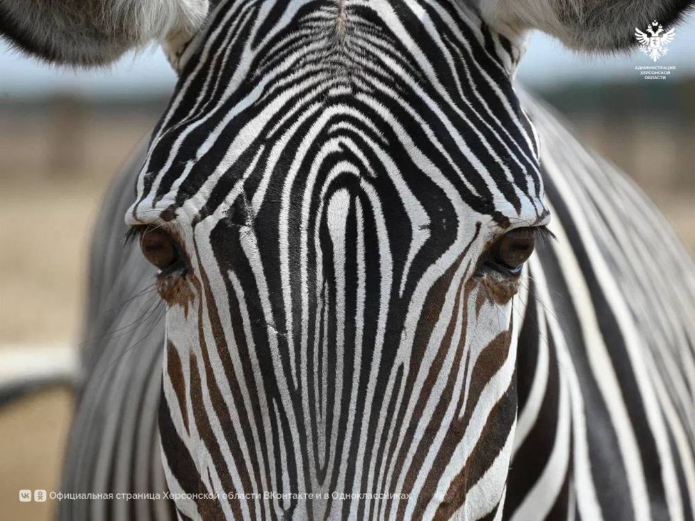 ���������� ���������� ��������-���� ������� � ������������� ����������� ���������� �������