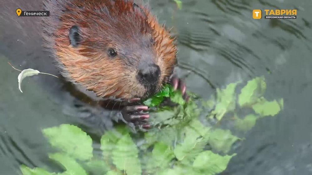 ������������� ����, ����������� �������������� ��� �����, ������� ��� �������� ���������� ����� �3