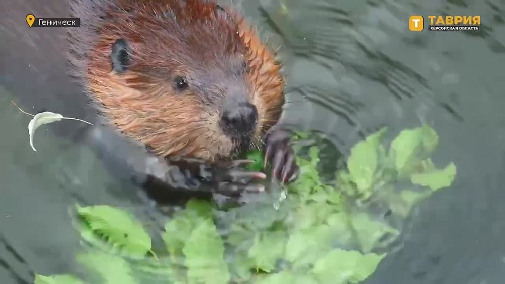 ��� �������� ���������� ����� �3 ���� ��������� �����, ����������� ���������� �������� �������