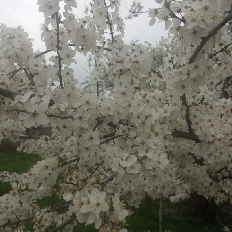 ������ �������� ����� �� ����� ���������� ������� ���������