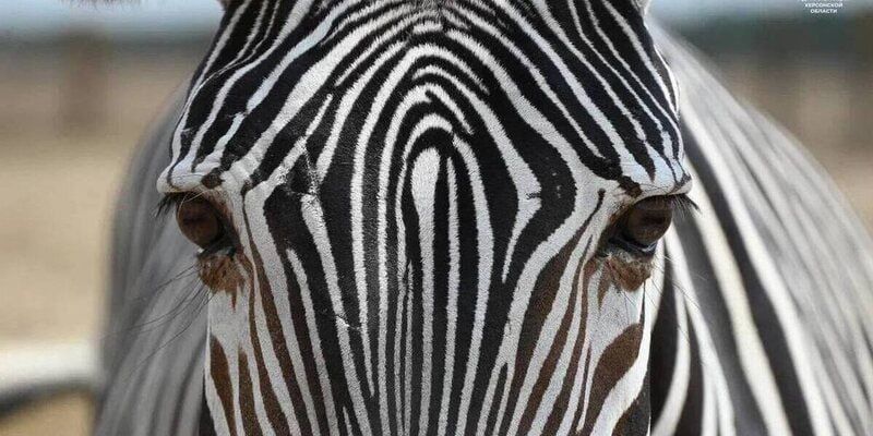 ��������-���� �������� �� ��� ����������������� �������� ���������� �������