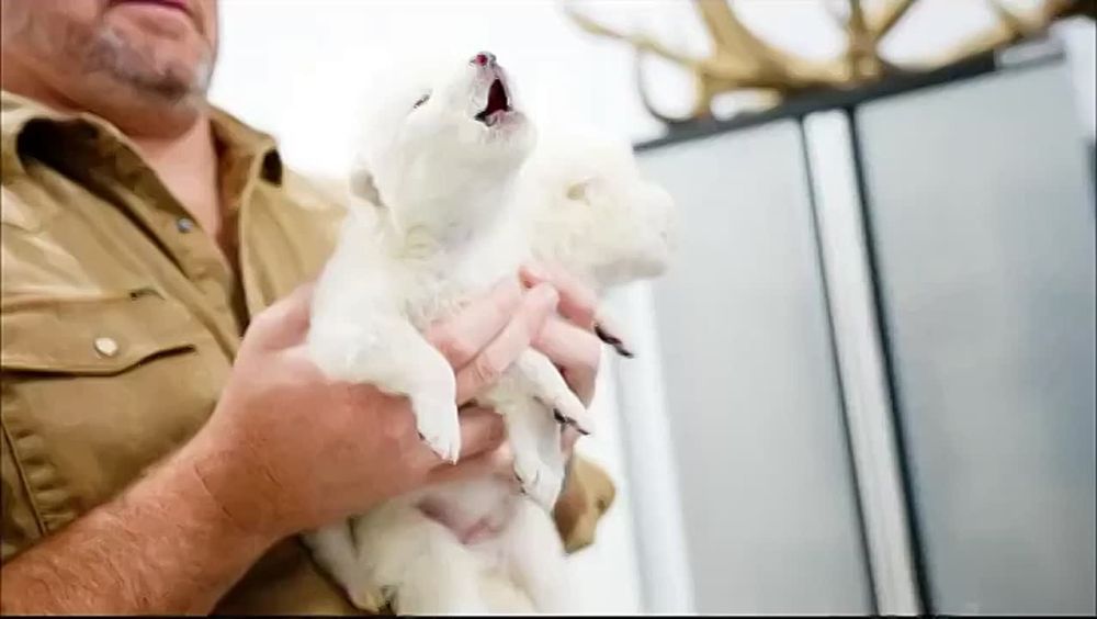 � ��� "����������" ���������� �� "���� ���������"