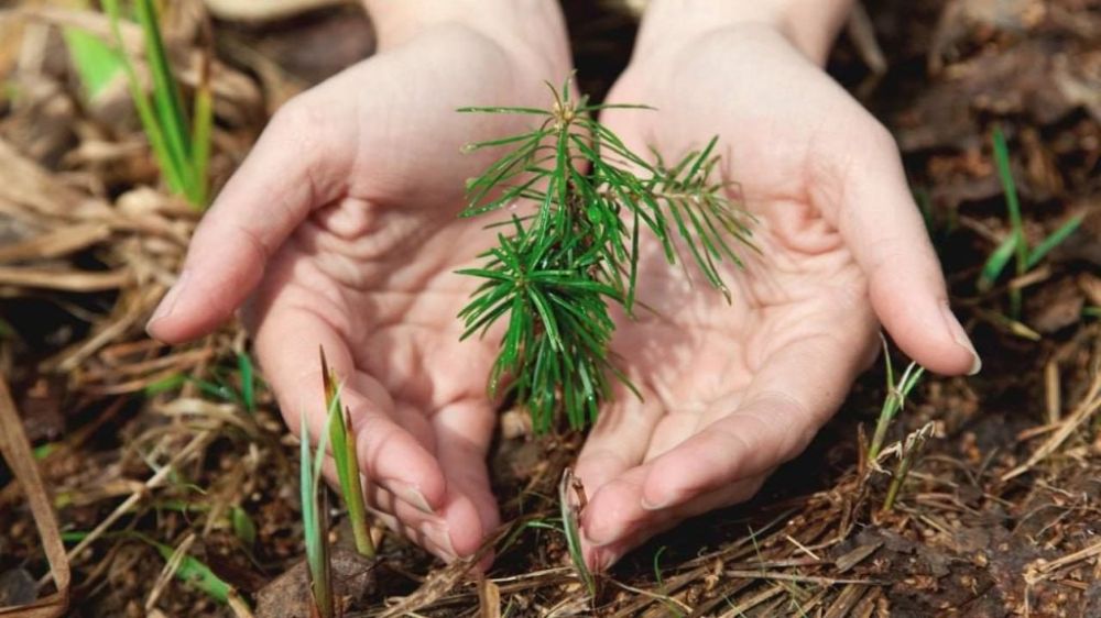 В Херсонской области планируют восстановить более 290 га леса в 2025 году