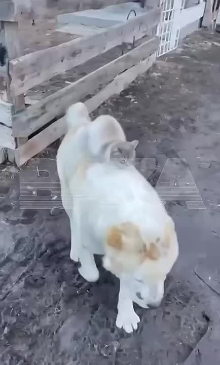 Няшки дня. Кот Барсик, который катается на спине у алабая Айыу в Кабардино-Балкарии стал любимцем соцсетей