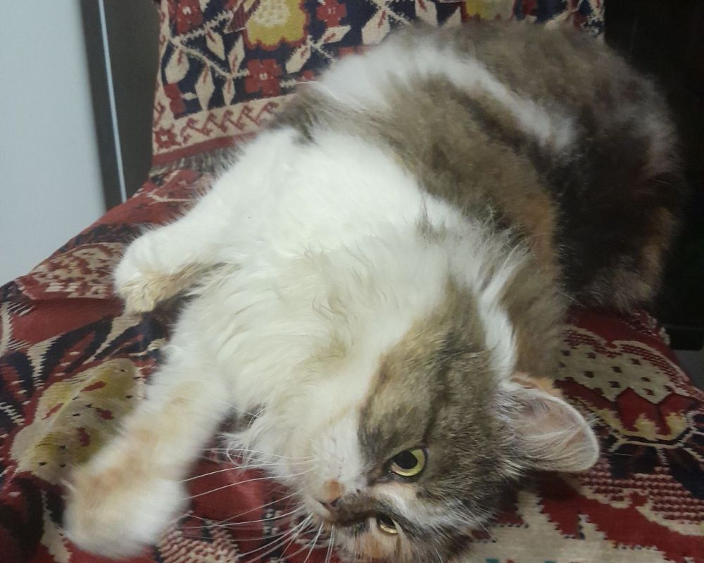 Всем доброго вечера! Наша подписчица Антонина из Каховки и её пушистая кошечка Маня передают вам тёплые пожелания