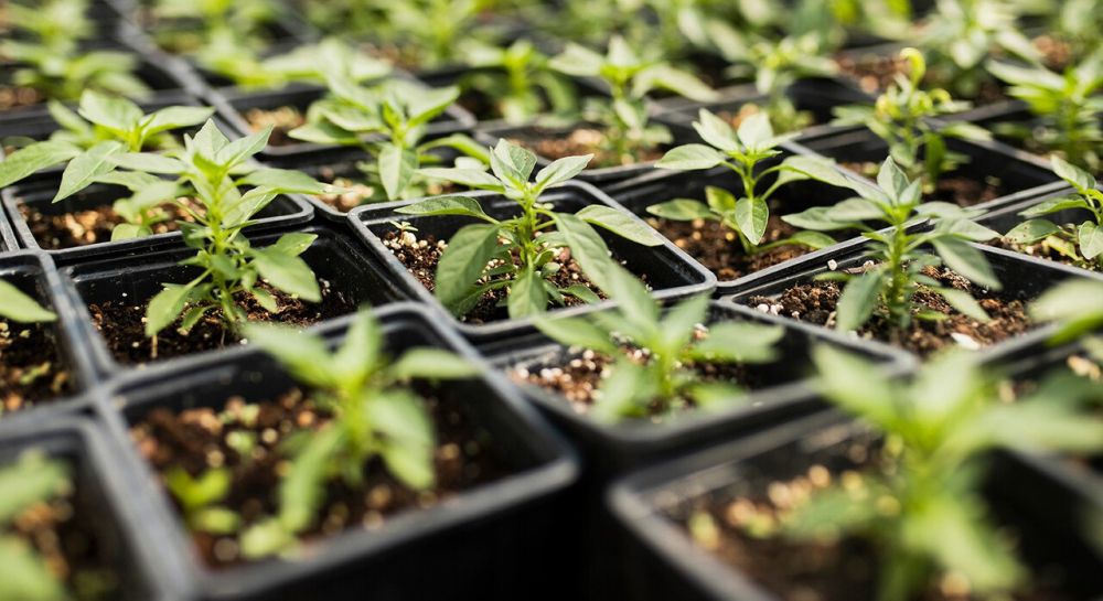 Садоводу на заметку. Эксперт рассказал, почему пропадает рассада томатов и как ее спасти