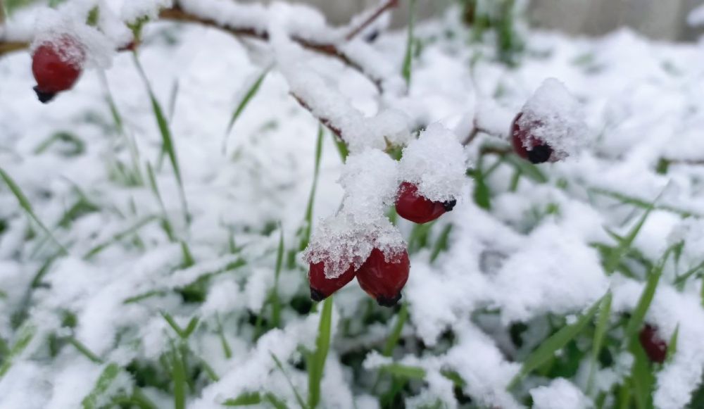 В Каховский округ в апреле неожиданно вернулась зима вместе со снегом